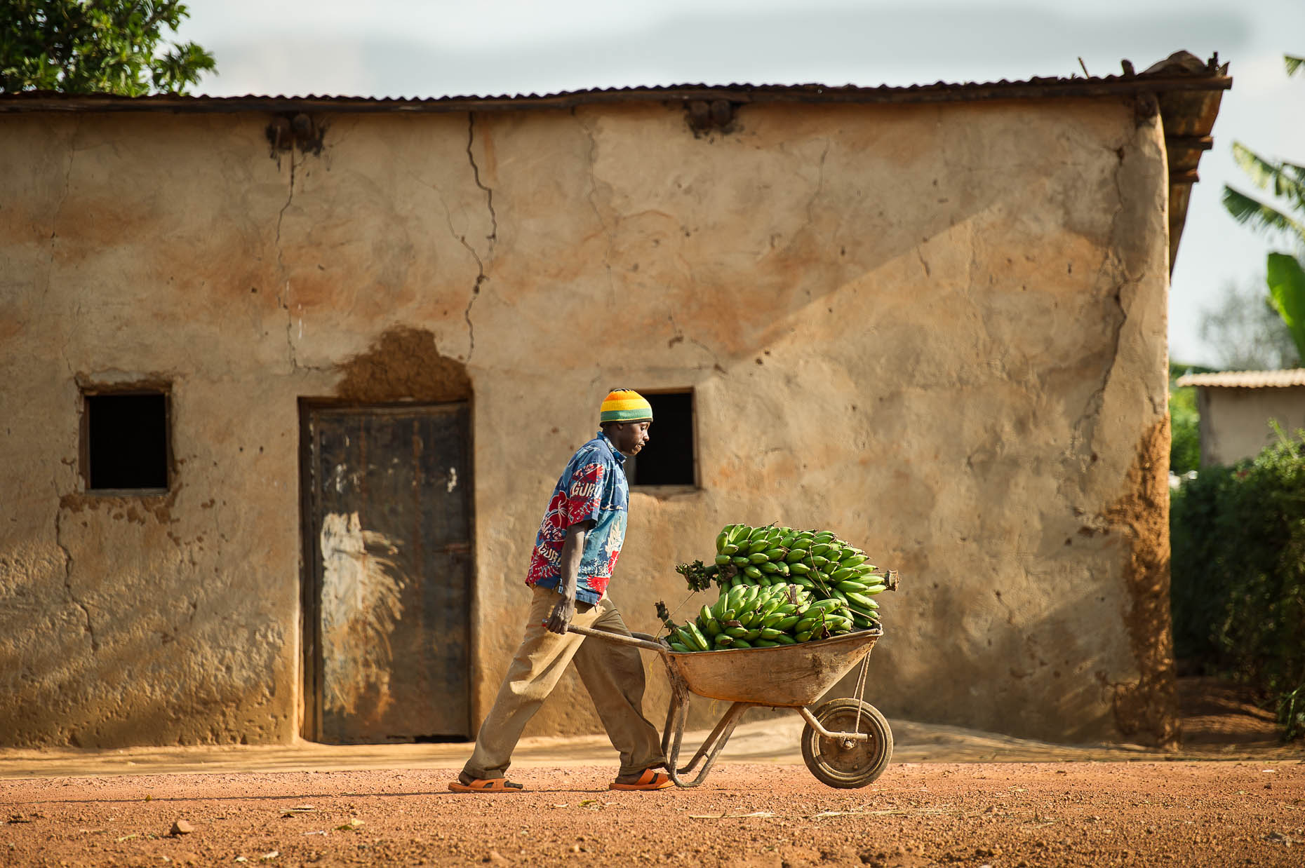Man-taking-bananas-to market-Rwanda