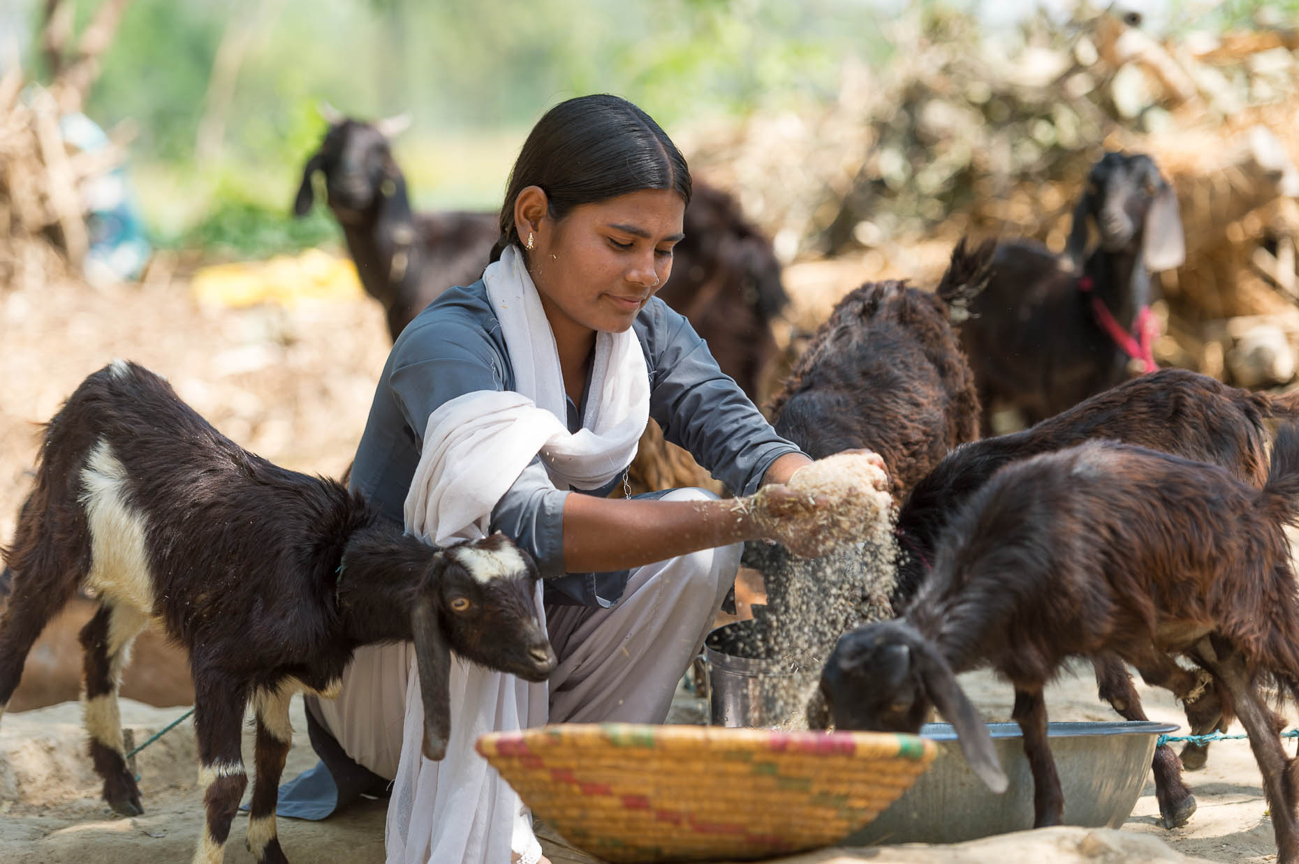 Schoolgirl-with-goats-India