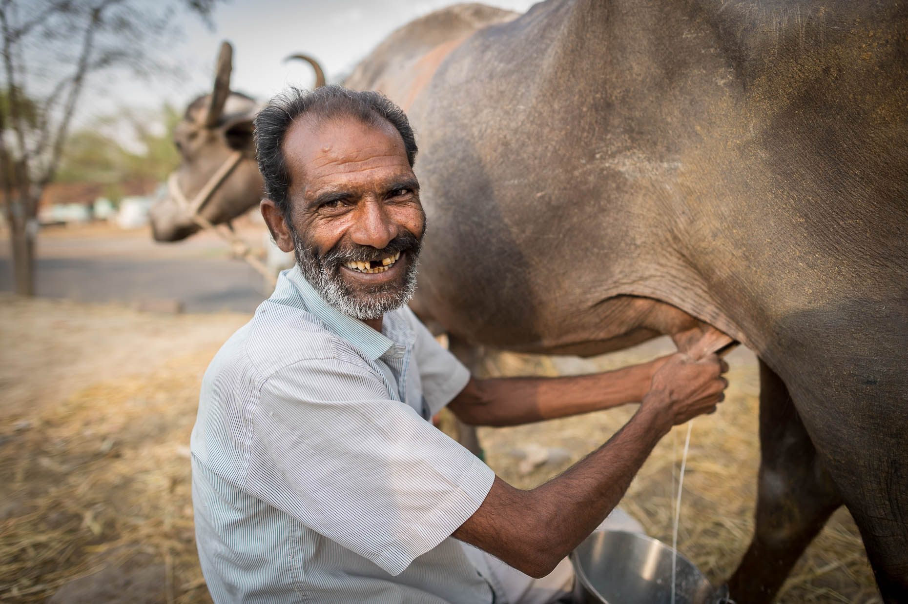 Portrait-man-milking-water-buffalo-India